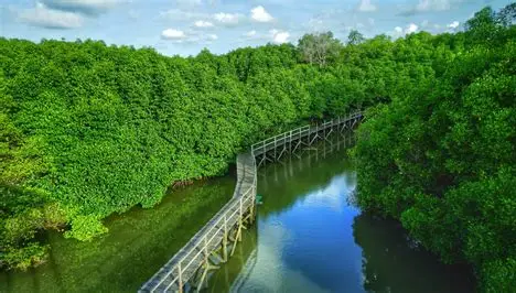 Wisata Hutan Mangrove